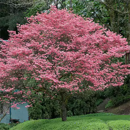 Dogwood