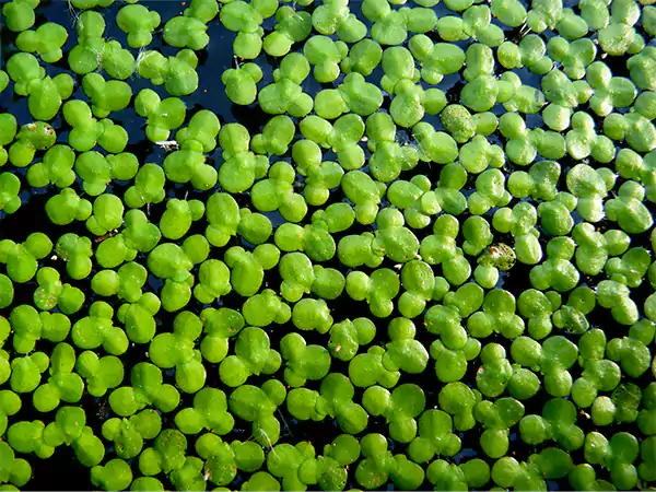 Duckweed