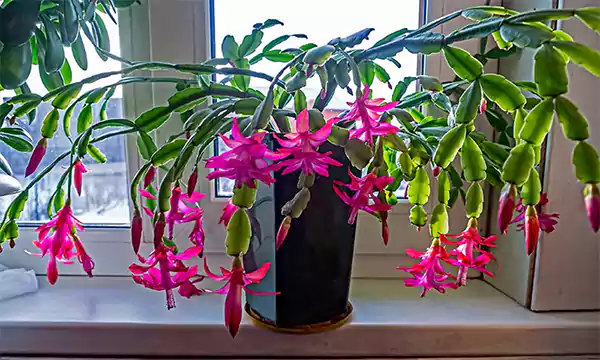 Easter Cactus