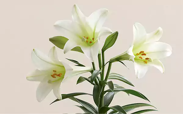 Easter Lily