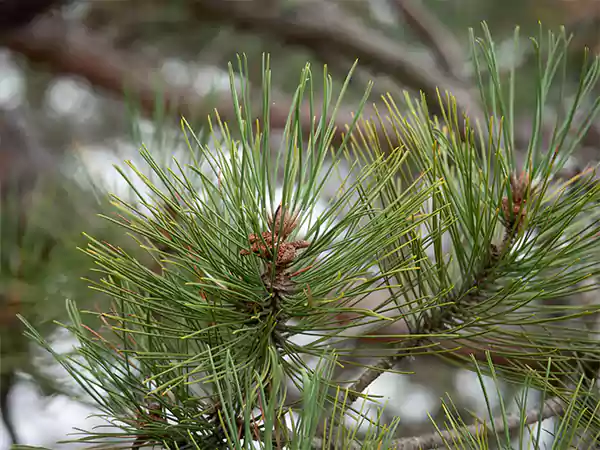 Eastern Red Pine