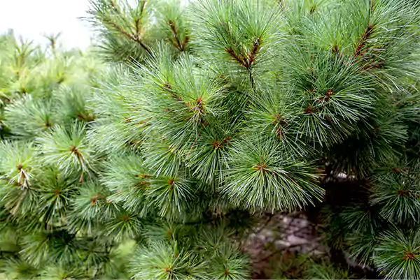 Eastern White pine