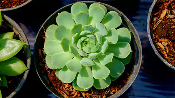 Echeveria elegans