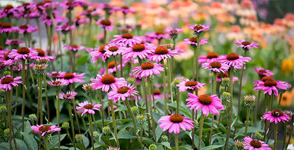 Echinacea purpurea