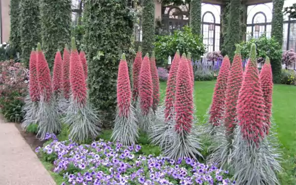 Echium