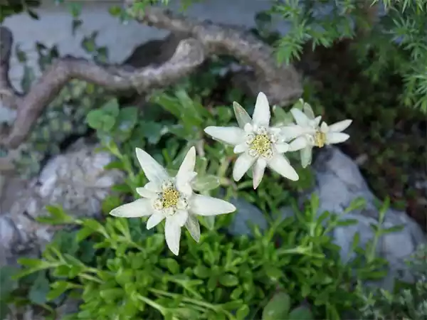 Edelweiss