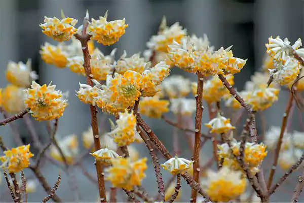 Edgeworthia
