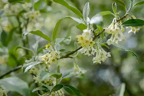 Elaeagnus
