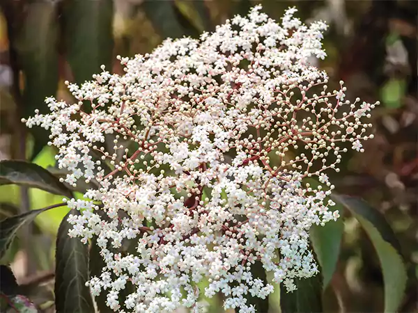 Elderflower