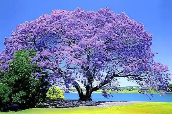 Empress tree