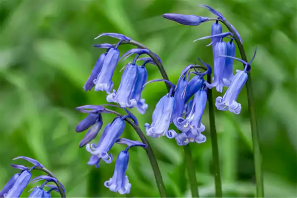 English bluebell
