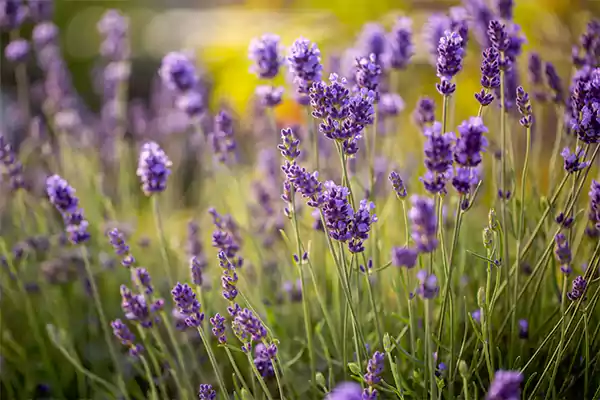 English Lavender