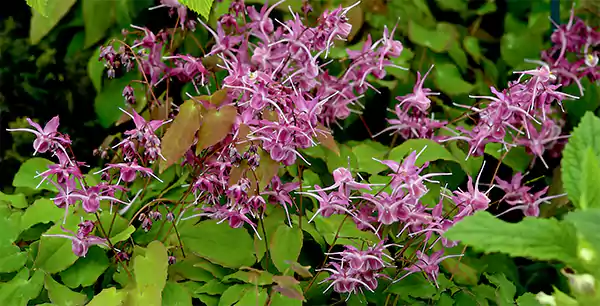Epimedium