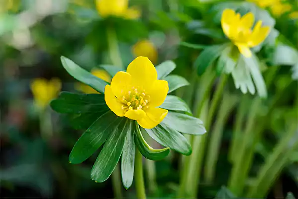 Eranthis