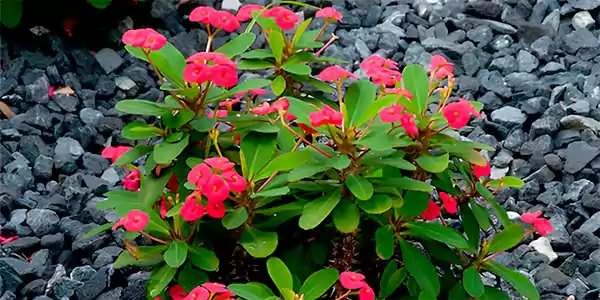 Euphorbia milii