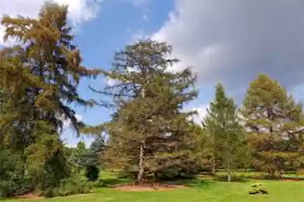 European Larch