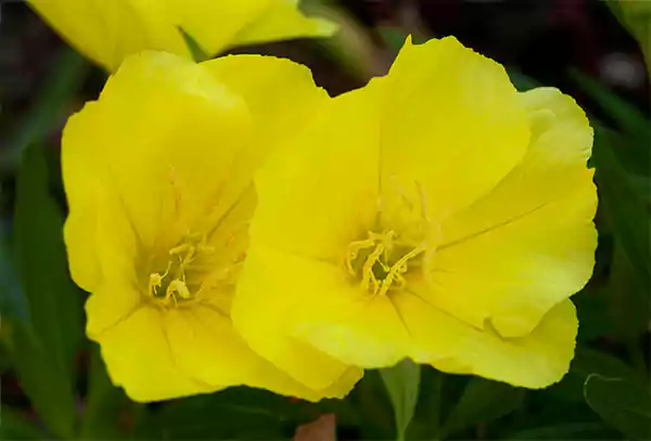 Evening Primrose
