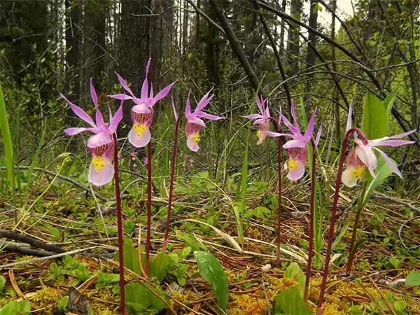 Fairy Slipper orchid