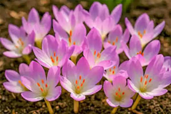 Fall Crocus