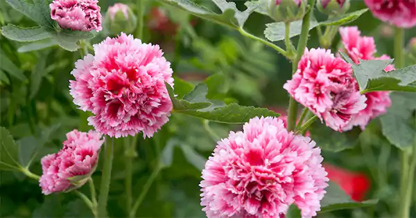 Fiesta time hollyhock