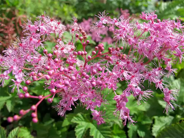Filipendula Kahome