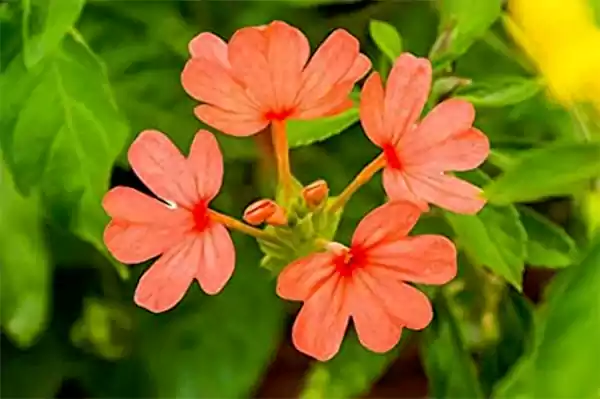 Firecracker flower
