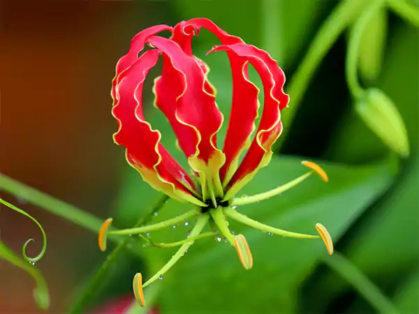 Flame lily