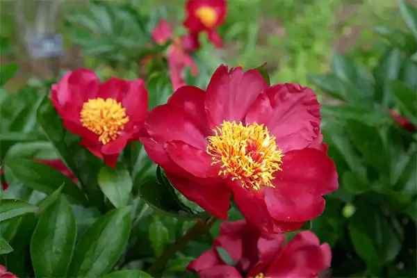 Flame peony