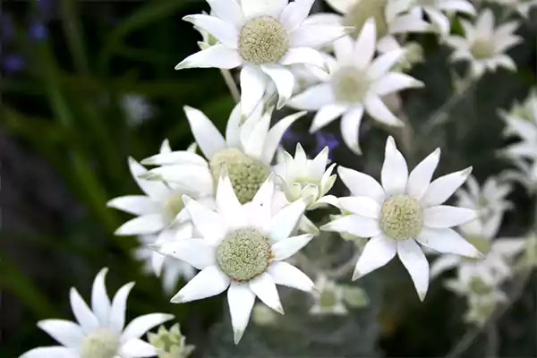 Flannel flower