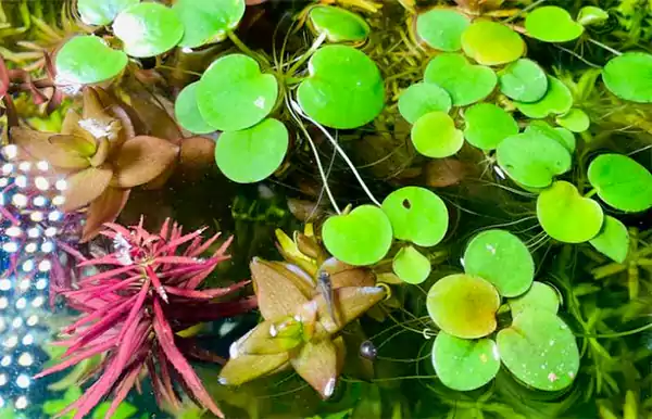 Floating Aquarium Plants