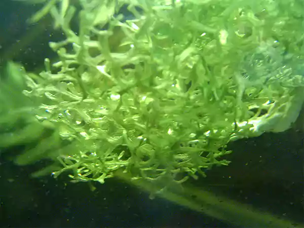 Floating Crystalwort