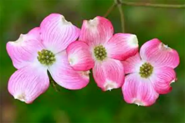 Flowering Dogwood