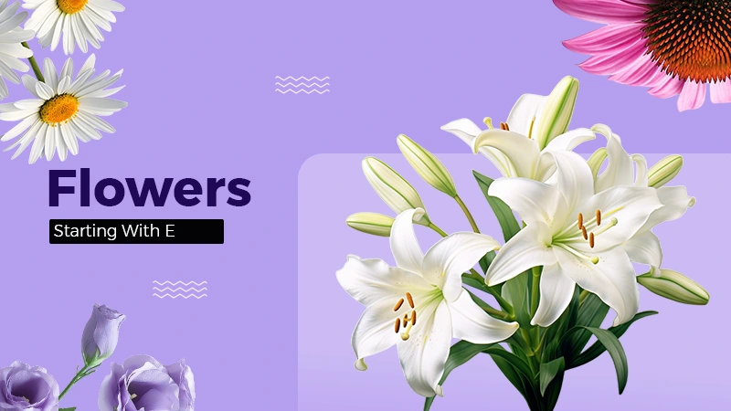 Flowers That Start With E