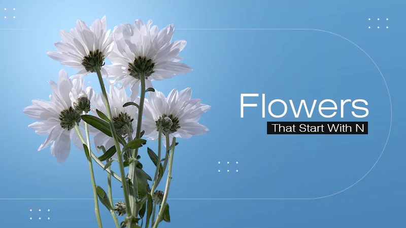 Flowers That Start With N
