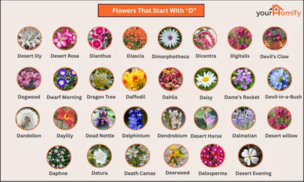 Flowers That Start with Ds