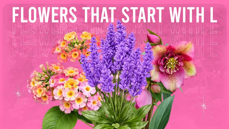 Flowers That Start with Ll