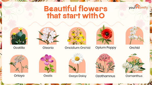Flowers that Start with O