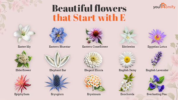 Flowers that start with E