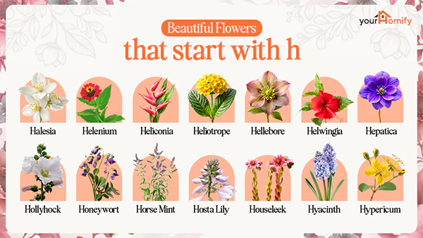 Flowers that start with H