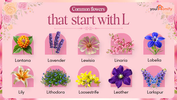 Flowers that start with L