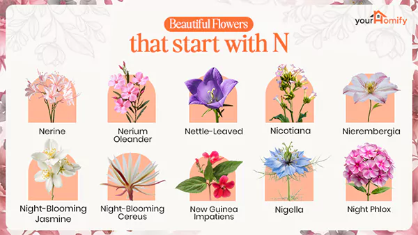 Flowers that start with Ns