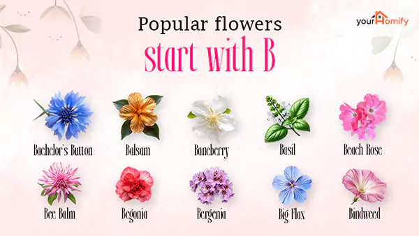Flowers that starts with B
