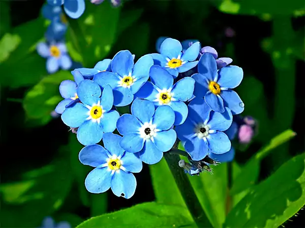 Forget me not