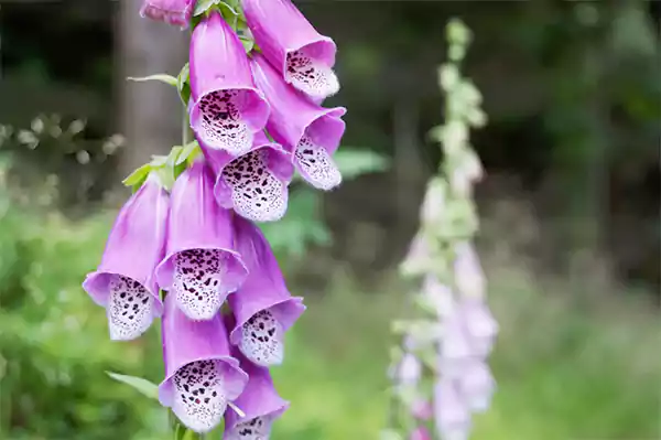 Foxglove