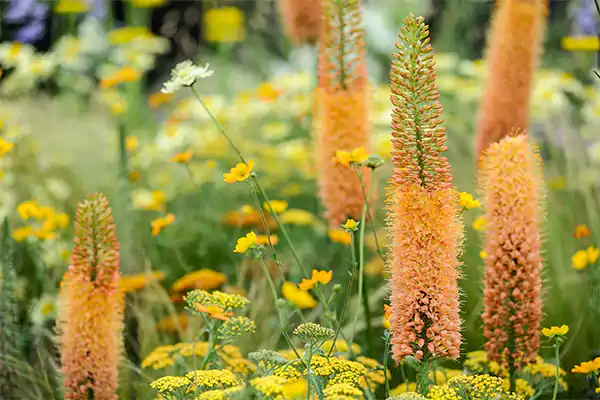 Foxtail lily