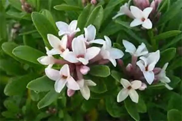 Fragrant Daphne