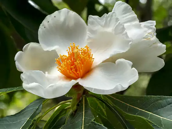 Franklinia