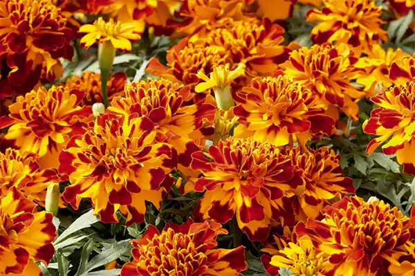 French Marigold