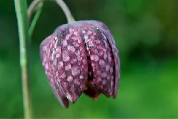 Fritillary
