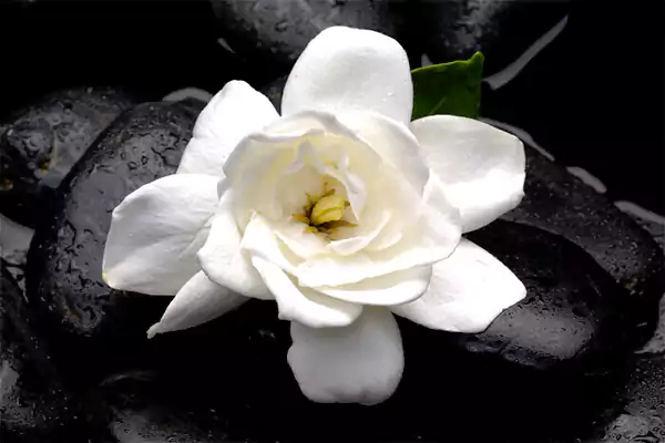 Gardenias
